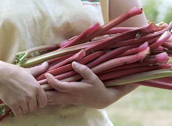 The Story of “How Auntie Rhubarb Got Her Name”